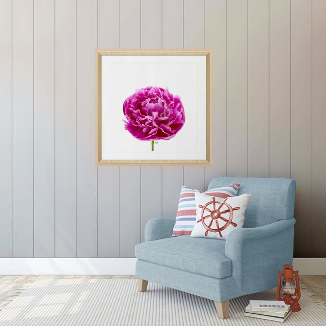 "Big Time Berry" Pink Peony