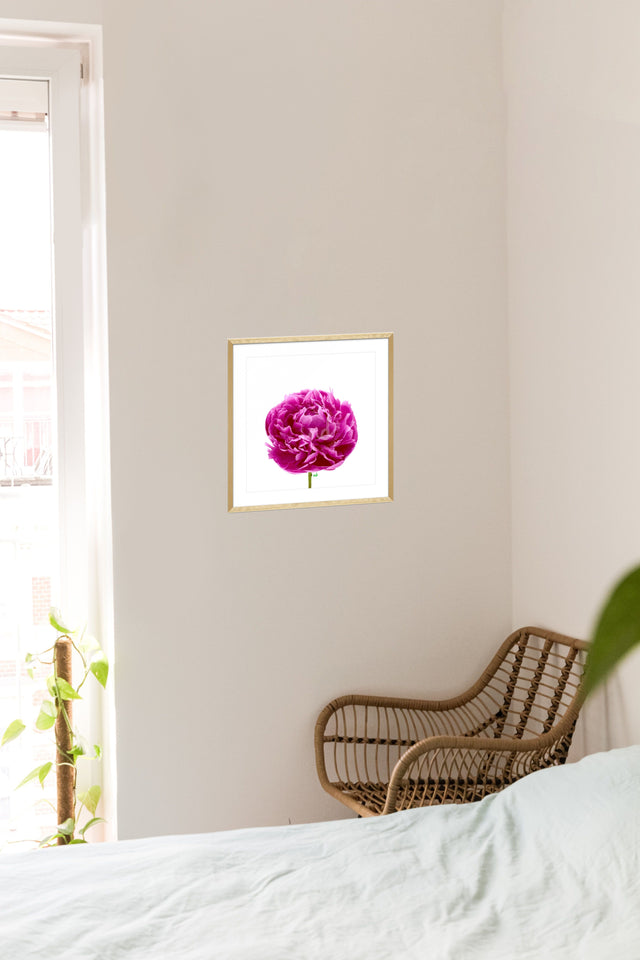 "Big Time Berry" Pink Peony