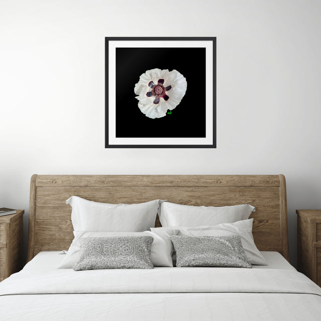 "Black Tie Bloom" White Oriental Poppy