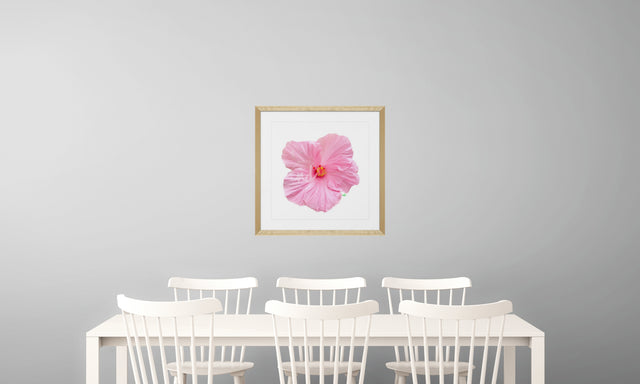 "Blush Crush" Pink Hibiscus