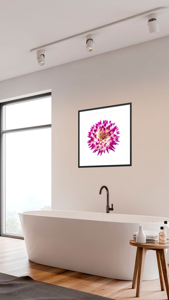 "Born to be a Star" Purple Dahlia