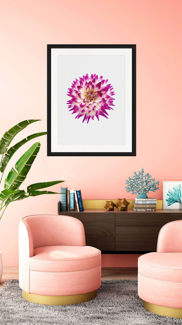 "Born to be a Star" Purple Dahlia