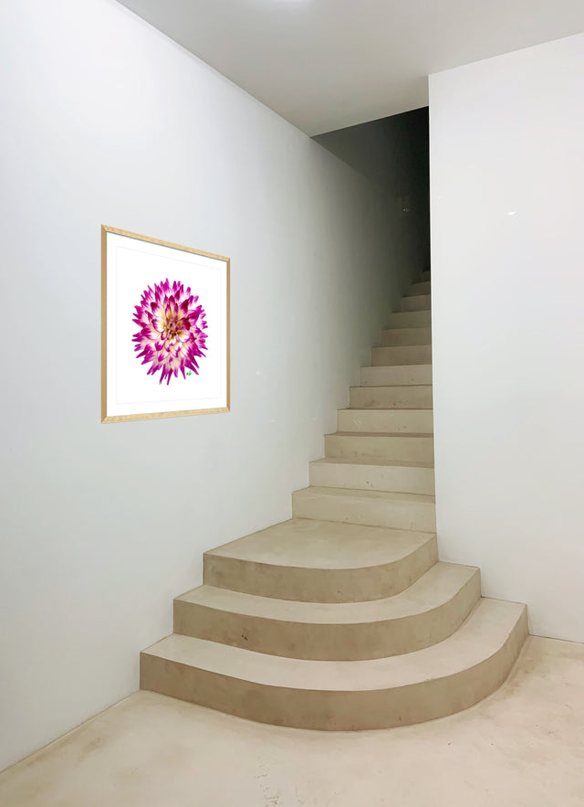 "Born to be a Star" Purple Dahlia