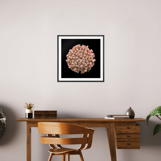 "Botanic Burst" Pink Polyanthum