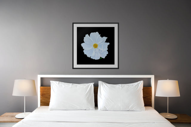 "Cameo Cosmo" White Cosmo