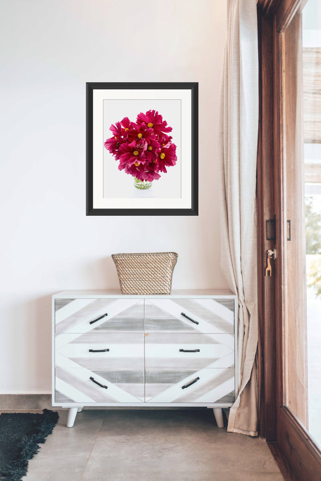 "Cheerful Cosmos" Wine-Colored Cosmos