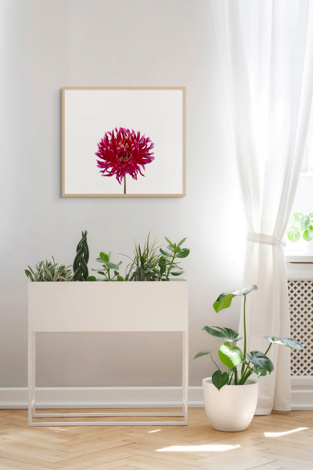 "Daredevil Dahlia" Wine-Colored Dahlia