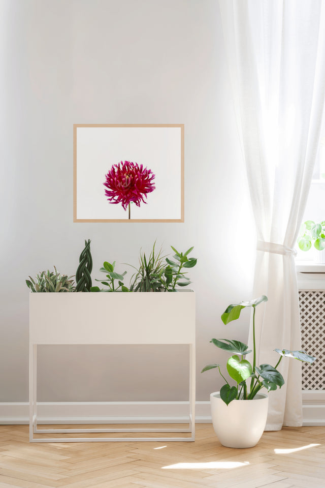 "Daredevil Dahlia" Wine-Colored Dahlia Art Print