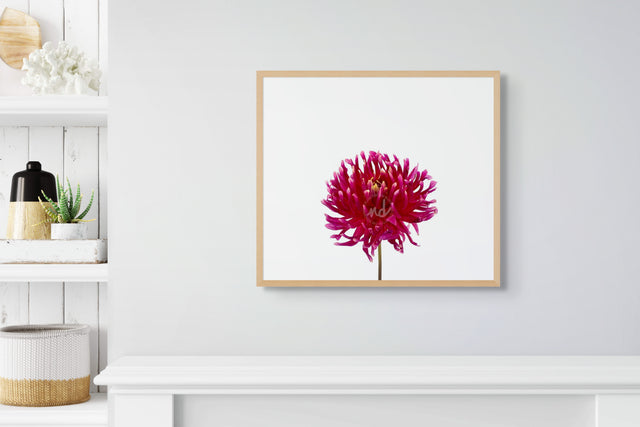 "Daredevil Dahlia" Wine-Colored Dahlia