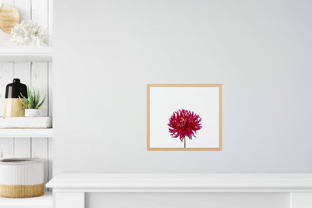 "Daredevil Dahlia" Wine-Colored Dahlia Art Print