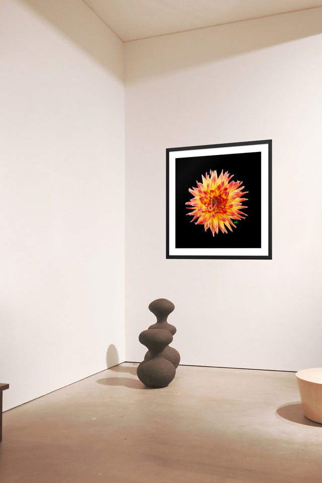 "Fiery Dahlia" Orange and Yellow Dahlia