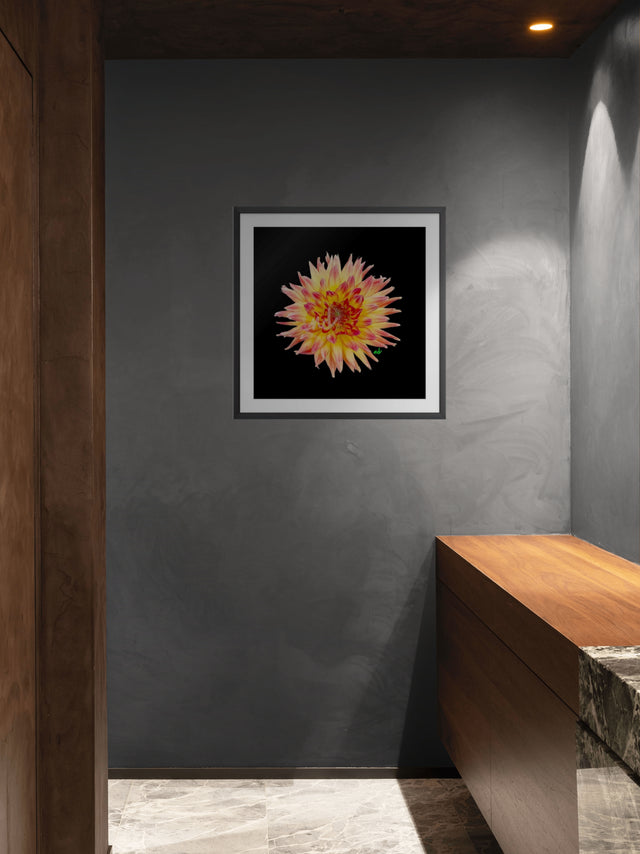 "Fiery Dahlia" Orange and Yellow Dahlia