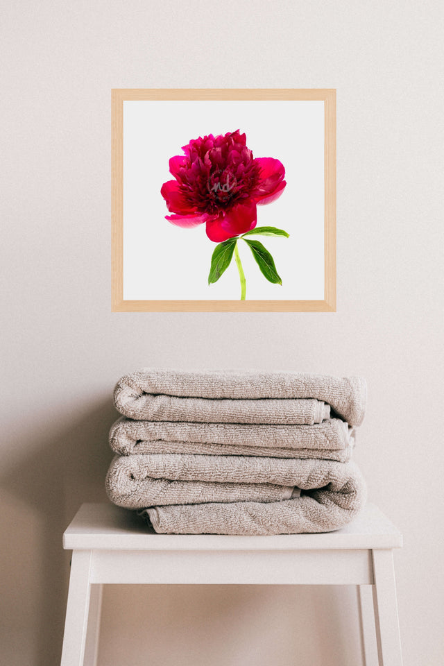 "Firecracker" Red Peony