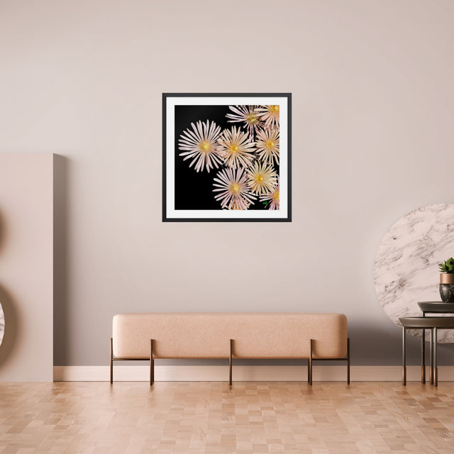 "Flirt in the Dark" Pink Icelandics