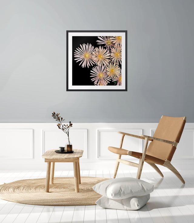 "Flirt in the Dark" Pink Icelandics