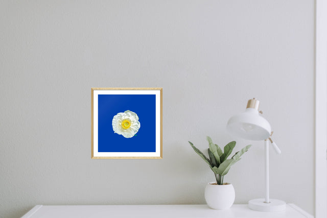 "Frenchie Flair" White Ranunculus Floral Art Print