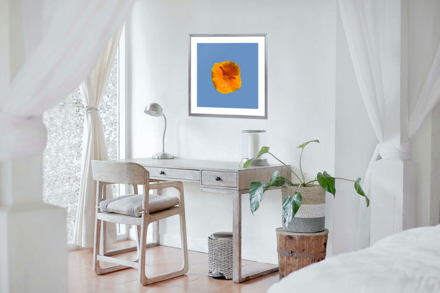 "Golden Glow" California Poppy