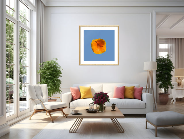 "Golden Glow" California Poppy