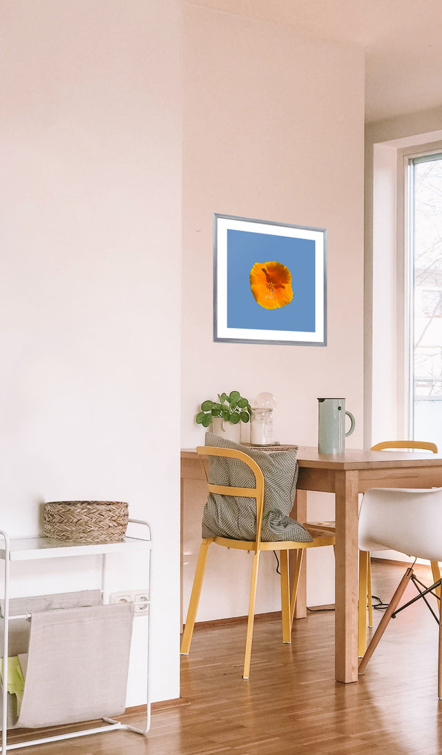 "Golden Glow" California Poppy