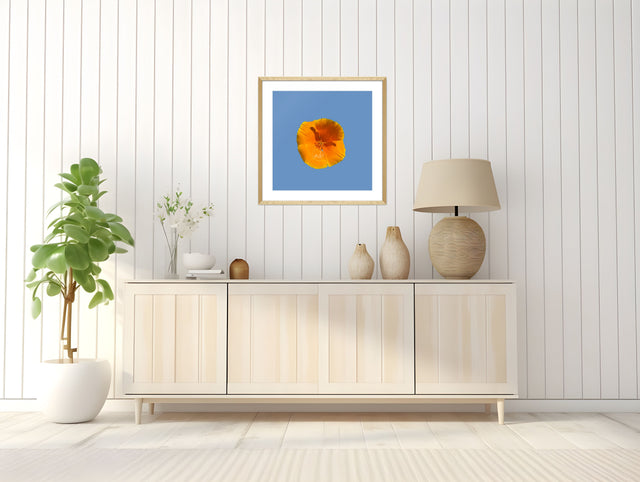 "Golden Glow" California Poppy