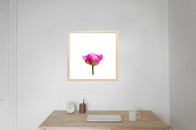 "Hey Cutie" Pink Peony Bud