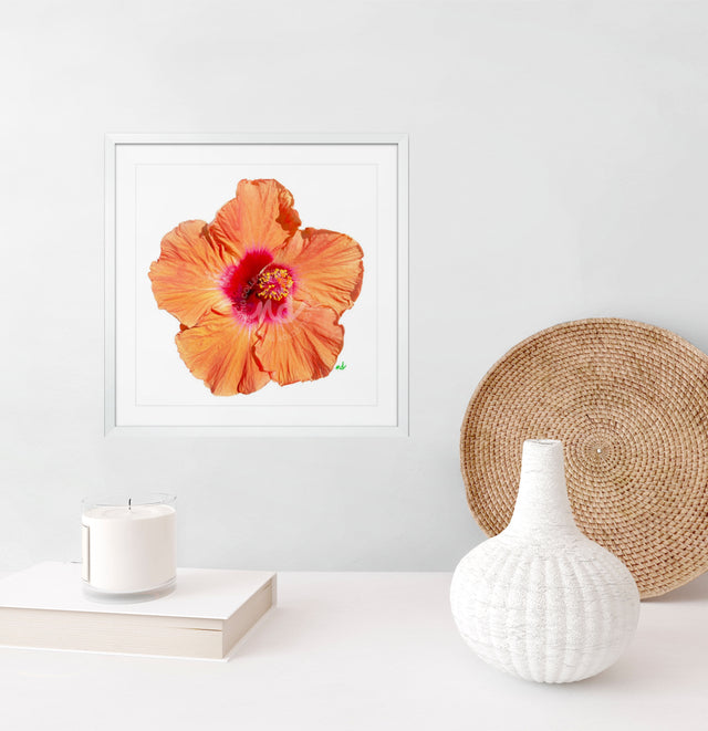 "Hottie Hibiscus" Orange Hibiscus