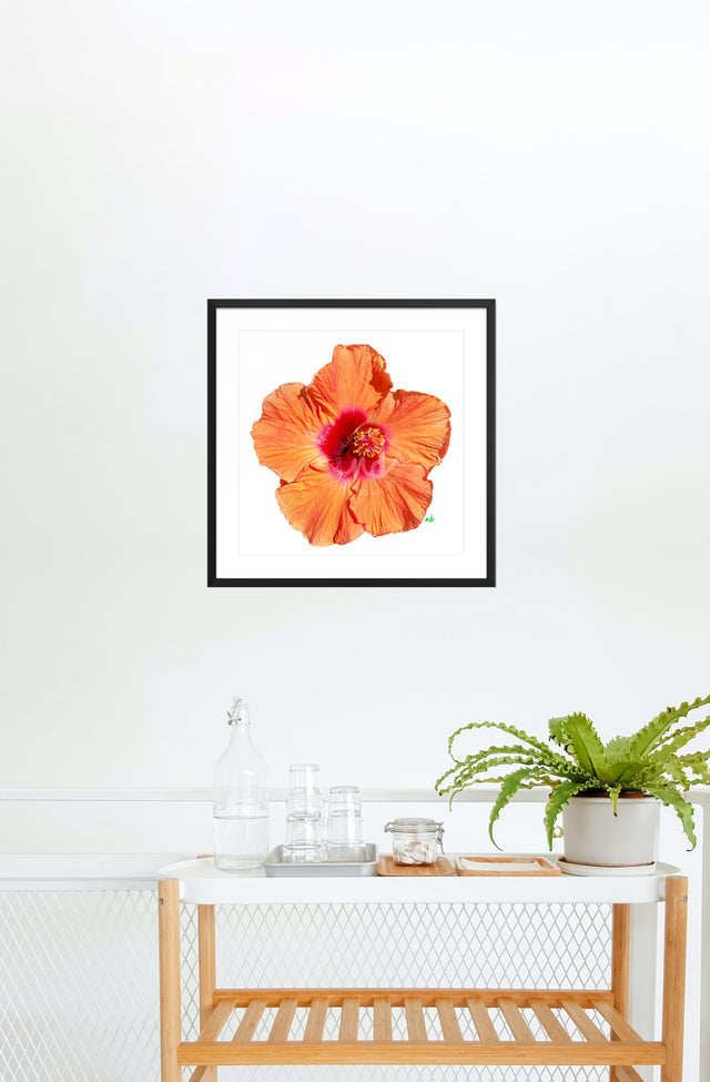 "Hottie Hibiscus" Orange Hibiscus