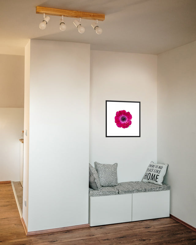 "Magenta Magic" Anemone