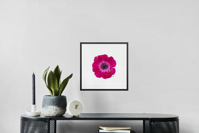 "Magenta Magic" Anemone