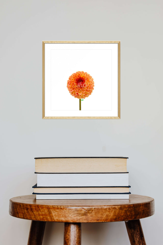 "October Orange" Orange Dahlia