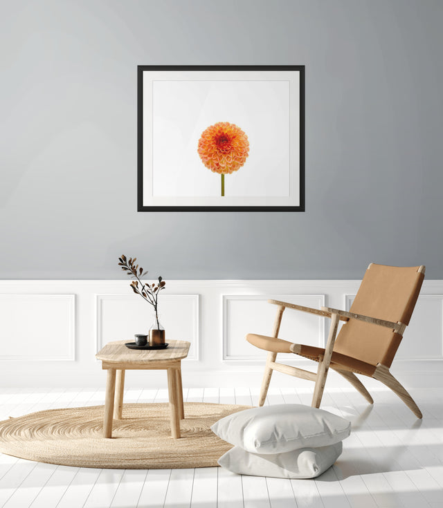 "October Orange" Orange Dahlia