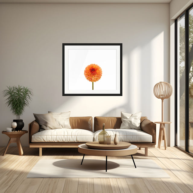 "October Orange" Orange Dahlia