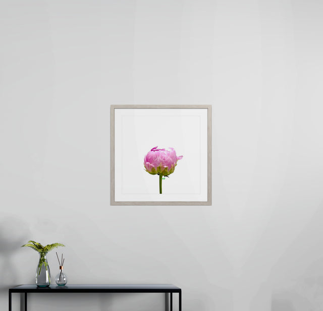 "Pink Prodigy" Peony Bud