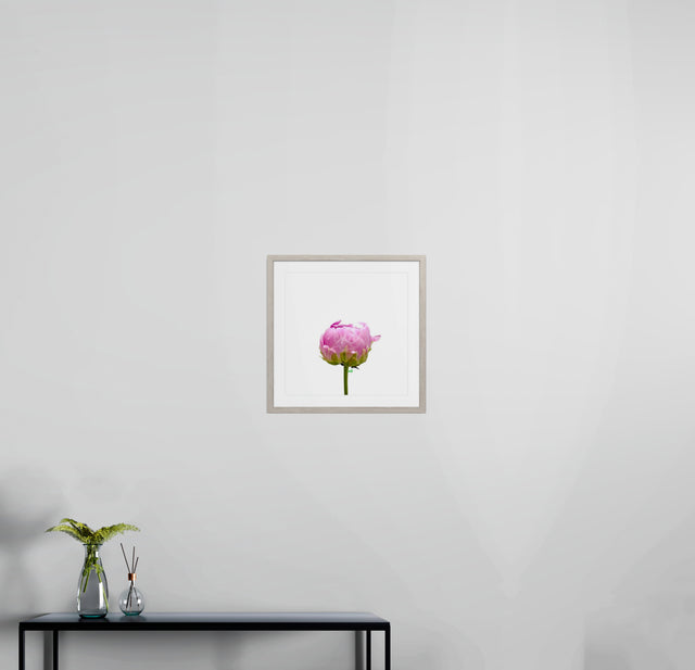"Pink Prodigy" Pink Peony Bud Floral Art Print