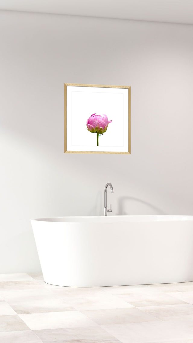 "Pink Prodigy" Peony Bud