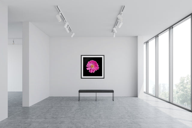 "Popstar Peony" Pink Peony