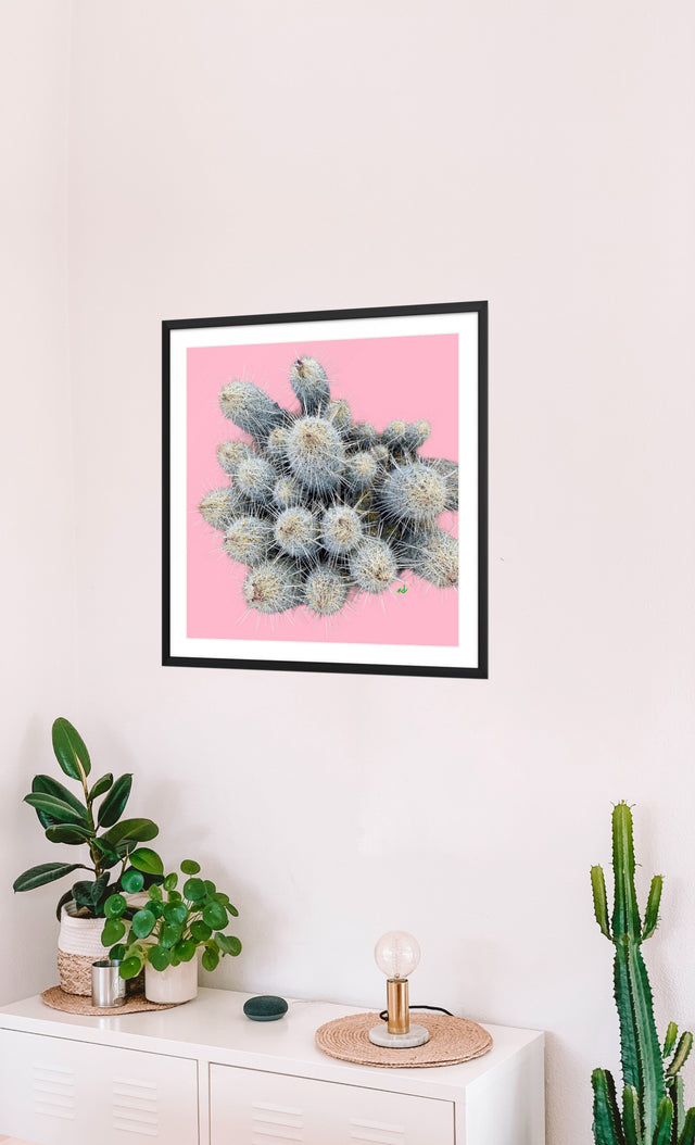 "Prickly but Polite" Desert Collection