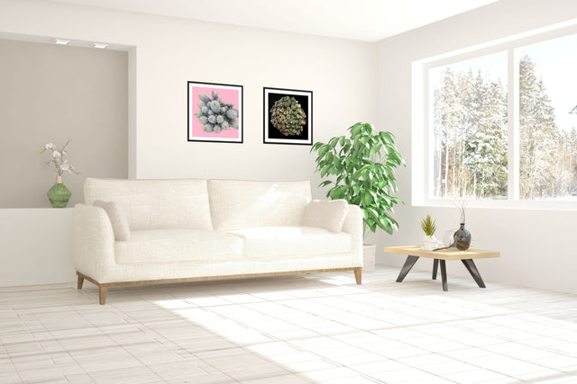 "Prickly but Polite" Desert Collection