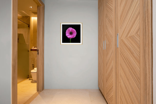 "Ranuncu Love" Pink Ranunculas