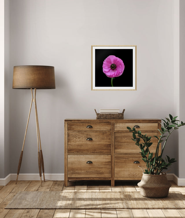 "Ranuncu Love" Pink Ranunculas