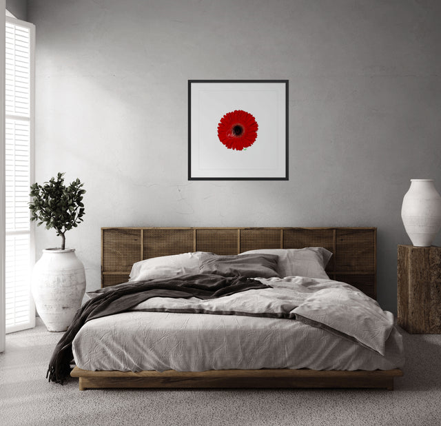 "Red Flared Gerber" Red Gerber