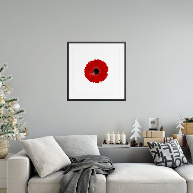 "Red Flared Gerber" Red Gerber