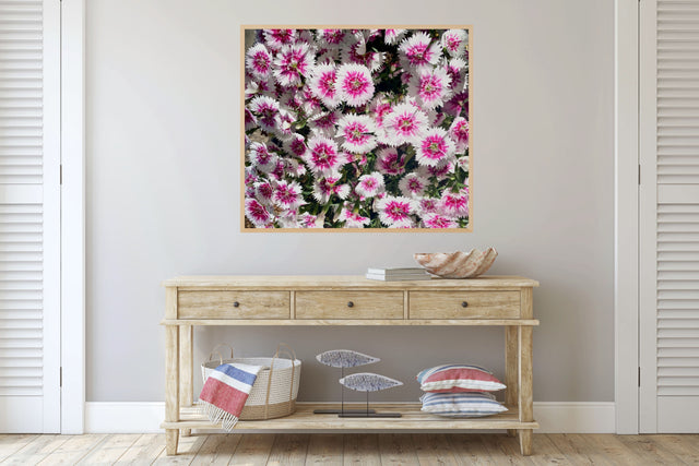 "Shine Your Light" Pink Dianthus