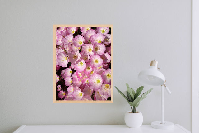 "Wild Wonders" Pink Primrose Flowers