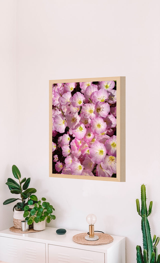 "Wild Wonders" Pink Primrose Flowers