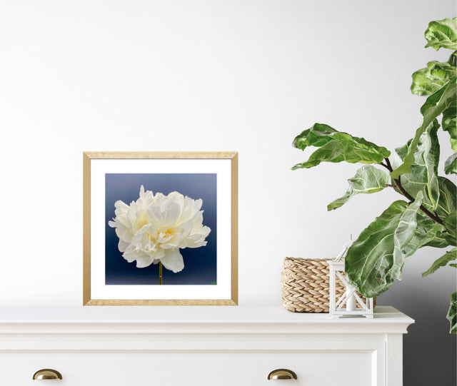 "40 Love" White Peony Floral Art Print
