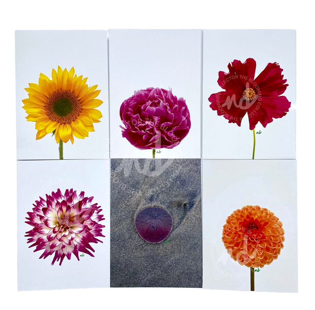 The Blooming Collector Cards- Box of 8 Mixed Cards