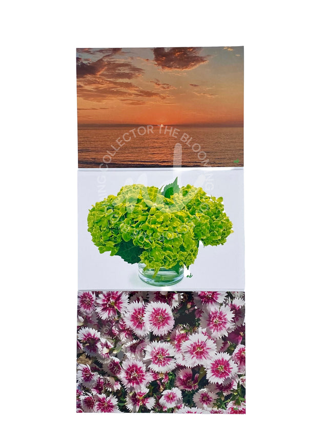 The Blooming Collector Cards- Box of 8 Mixed Cards