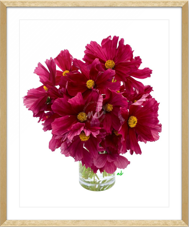 "Cheerful Cosmos" Wine-Colored Cosmos