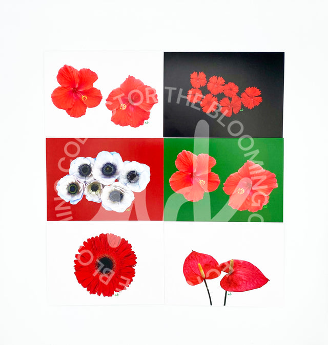 The Blooming Collector Cards- 2025-Box of 8 Mixed Holiday Cards